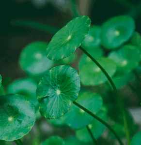 ＊Gotu kola