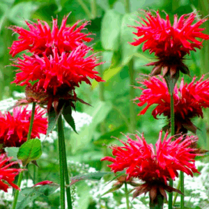 Monarde