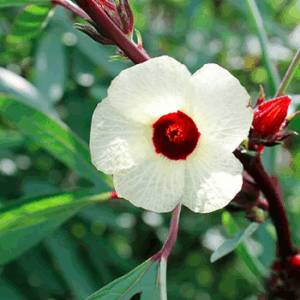 Hibiscus sabdariffa
