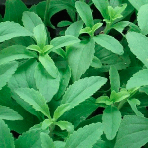Stevia