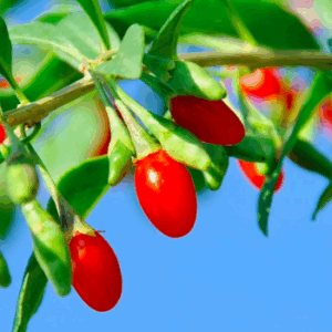 ＊Baie de goji