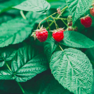 Framboise